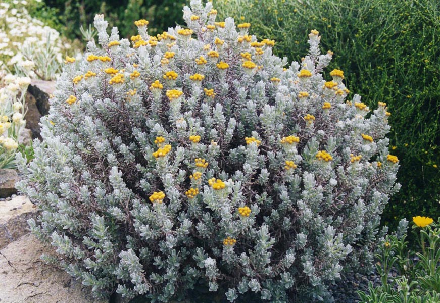 Helichrysum splendidum photo